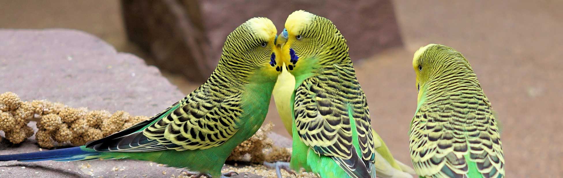 Budgies on a rock eating millet sprays