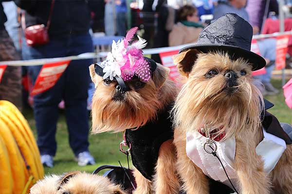 Terriers dressed up in formal clothing