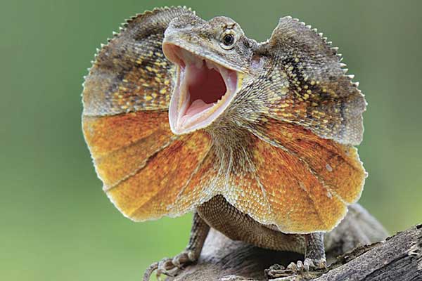 Reptile