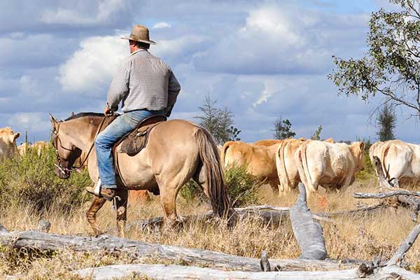 Man on horse near cows