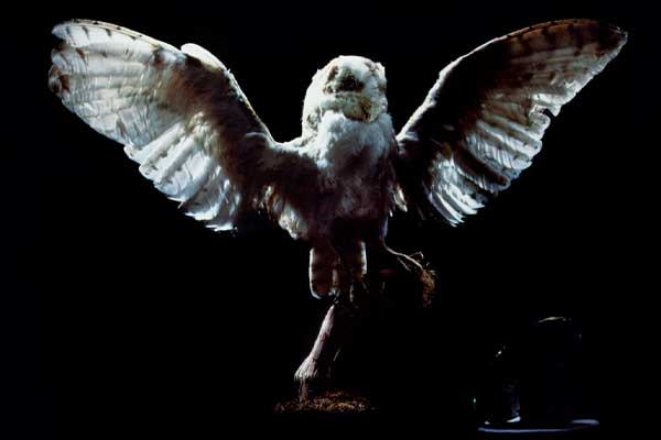 Owl surrounded by darkness