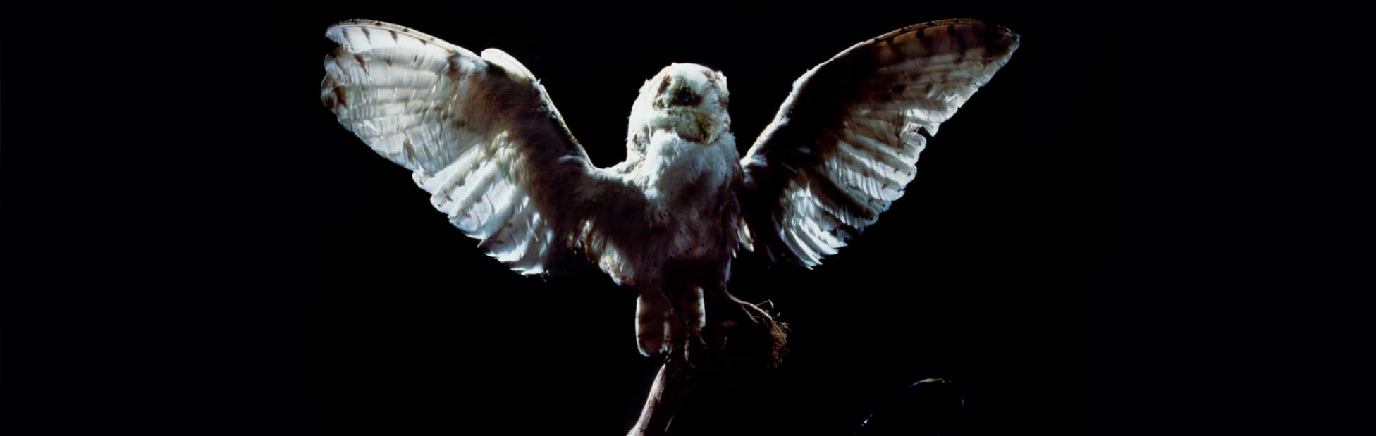 Owl surrounded by darkness