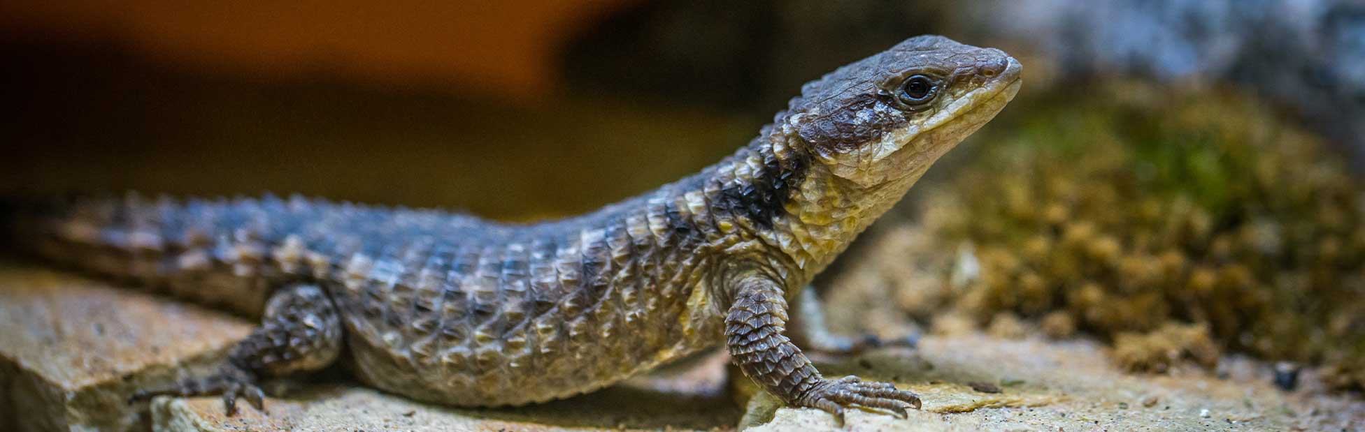 Penrith Reptile Expo