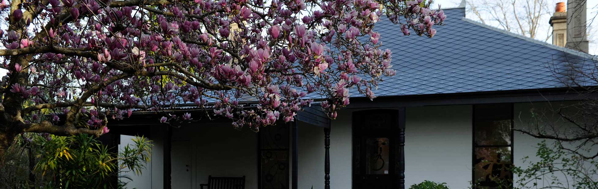 Flowering tree outside of Penrith Regional Gallery
