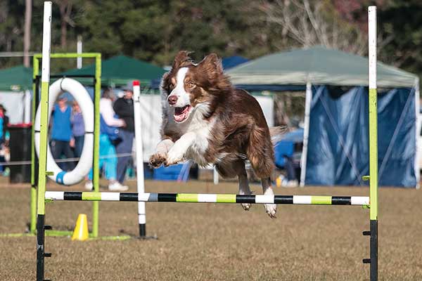 Brown and White Border Collie Jumping