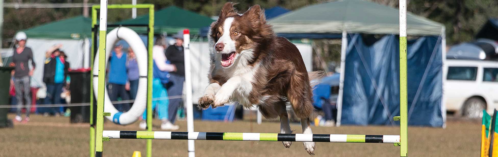 5th Border Collie National Championships