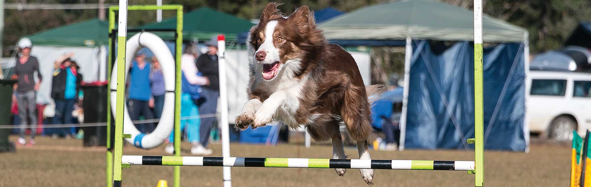 Brown and White Border Collie Jumping