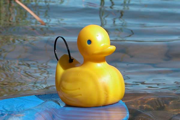 Yellow rubber ducks in whitewater