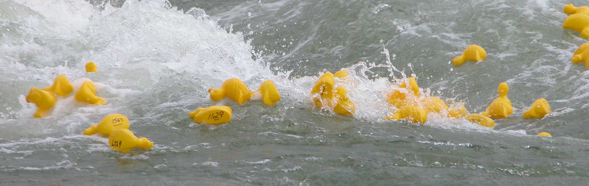Yellow rubber ducks in whitewater