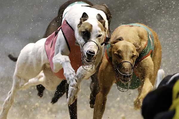 dogs racing