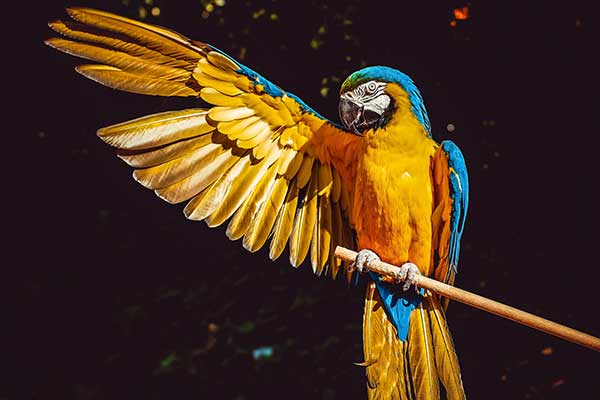 macaw with wing up