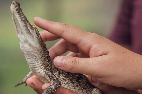 Reptile Show WebThumb