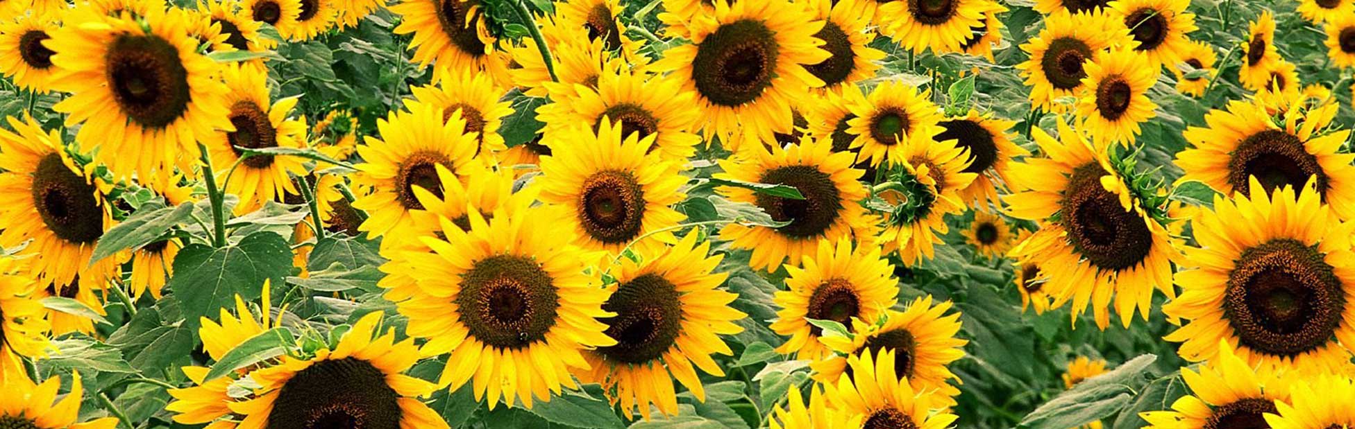 Sunflowers