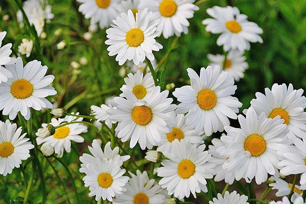 White daisies growing in green grass