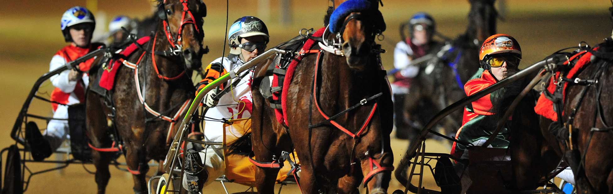 Group of harness racing horses