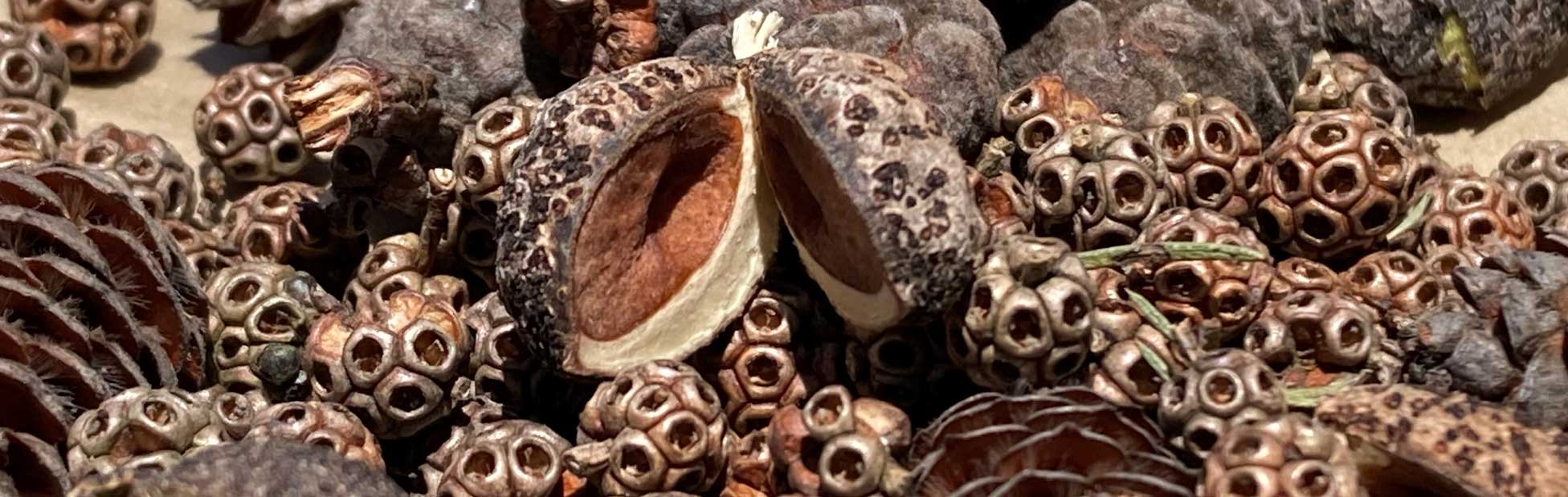 native tree pods