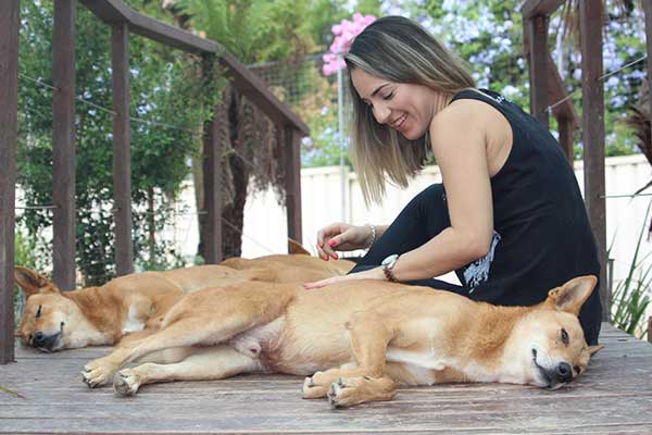 woman with dingoes