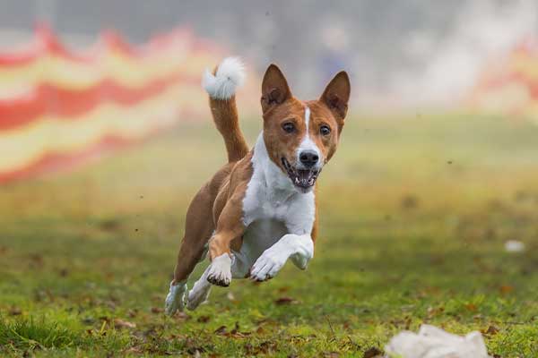 Brown and white dog running